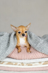A red-haired chihuahua is basking in a warm and cozy knitted blanket. A small dog wrapped up in hand-knitted sweaters in cold winter weather. Europe, copy space for text