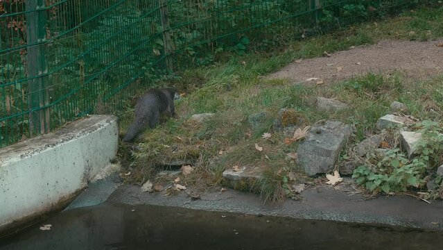 A Otter defecates in nature