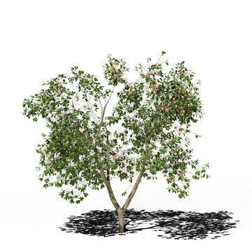 Apple, malus deciduous tree in spring or summer. Hi-res, photorealistic 3d render for architecture visualizations. Natural sun lighting and shadow.