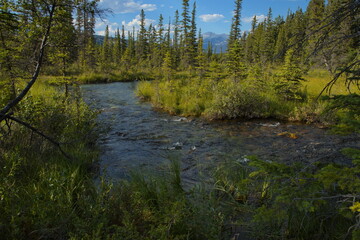 Obraz premium Creek at Beauvert Lake at Jasper,Alberta,Canada,North America 