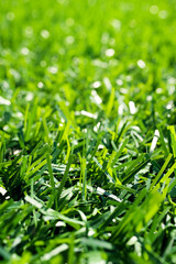 Green grass background closeup, soft blurred focus. Artificial fencing, chain-link mesh with...