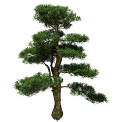 Buddhist pine conifer tree in spring or summer. Hi-res, photorealistic 3d render for architecture visualizations. Natural sun lighting.