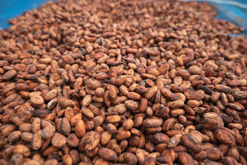 Cocoa beans drying process by sun light in the seed solar dryer greenhouse.