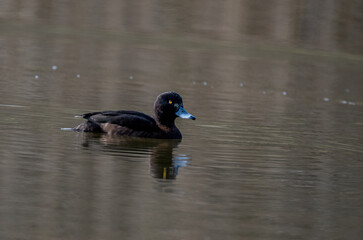 duck on the lake