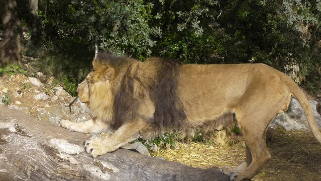 Big lazy lion stretching on top of a tree trunk.