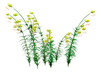 3D Rendering Martagon Lilies on White