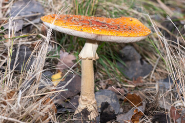 Amanita muscaria - Fly agaric - Fly amanita - Amanite tue-mouches