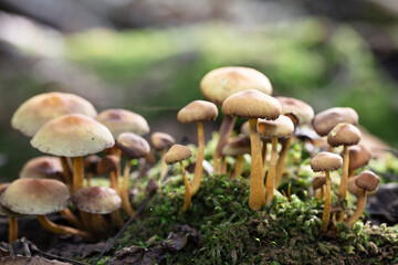Mushrooms in the woods in autumn