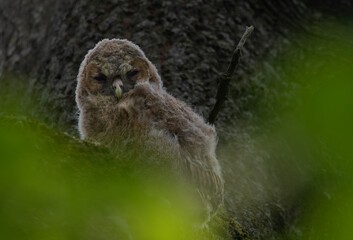 great grey owl