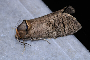 cossus cossus moth insect macro photo