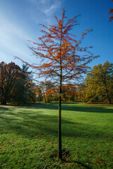 Sumpfzypresse im Herbst (Alter: 10 Jahre)