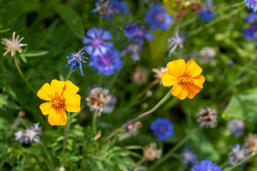 pretty orange flowers of cosmos with a blurred background of blue cornflowers © Penny