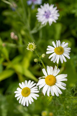 pretty white chamomile flowers with yellow centres and a blurred green background