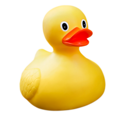 Beautiful yellow rubber duck.