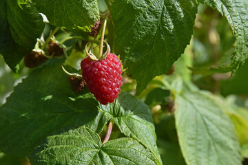 Raspberry on the bush