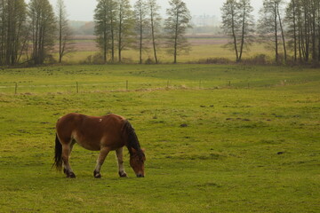 koń, przyroda, łąka