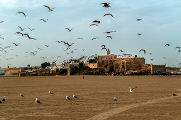 Rabat beach with seagull