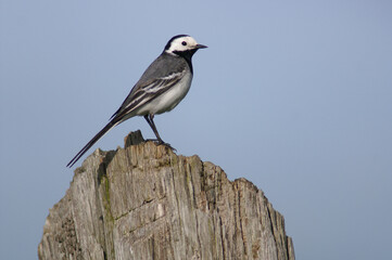 Portrait of a White Wagail perched on a wooden pole
