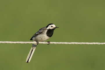 Portrait of a White Wagail perched on electric fence
