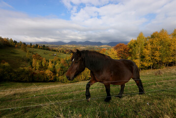 Brown horse grazing grass on a hill in the heart of the mountains in autumn landscape. Beautifull fall view with village and farm animals.