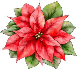Christmas poinsettia flowers watercolor illustration