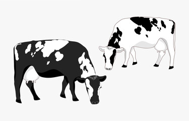 Two cash cows graze in a field, eating grass. Milkmaid in the meadow. Animals that feed on organic meadows. isolated flat vector illustration of a dairy farm