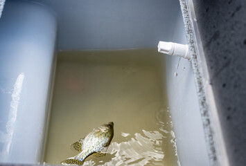 Fish in a livewell of a boat with a low level of water.
