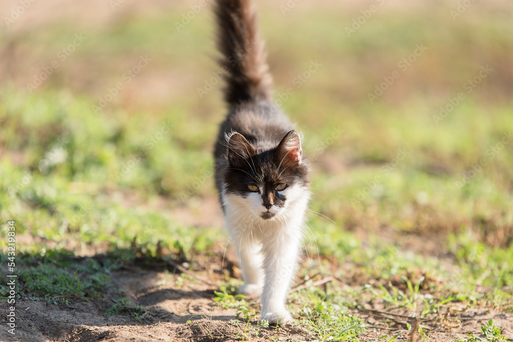 Wall mural cat walking in the nature