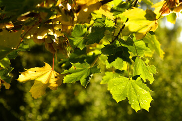 Yellow and green maple leaves illuminated by the sun.