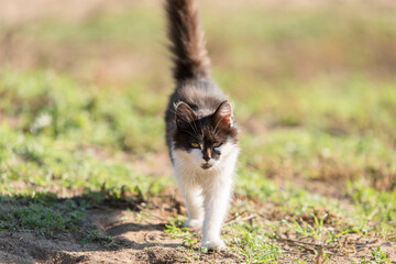 Cat walking in the nature