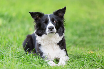Border collie dog  wink in the green