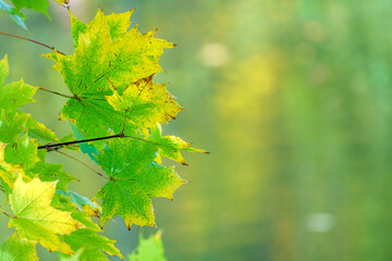 Gr&uuml;n-gelbe Bl&auml;tter, die langsam verwelken