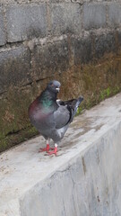 a dark pigeon is watching around