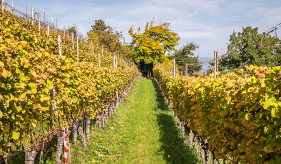 Fototapeta na wymiar autumn vineyards landscape on the wine road in South Tyrol, northern Italy, Europe - 