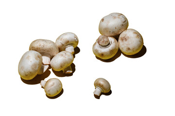 Champignon mushrooms isolated on white background. Whole white champignon mushrooms. Agaricus bisporus (Chompignon)