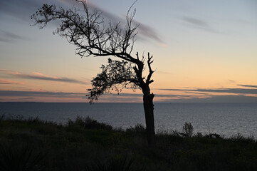 Fototapeta na wymiar Silhouette of a remote standing tree on the seashore