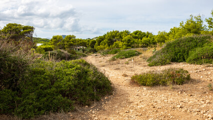Fototapeta na wymiar hiking trail in mediterranean countryside with bushes and beach flowers in cala ratjada, mallorca, spain