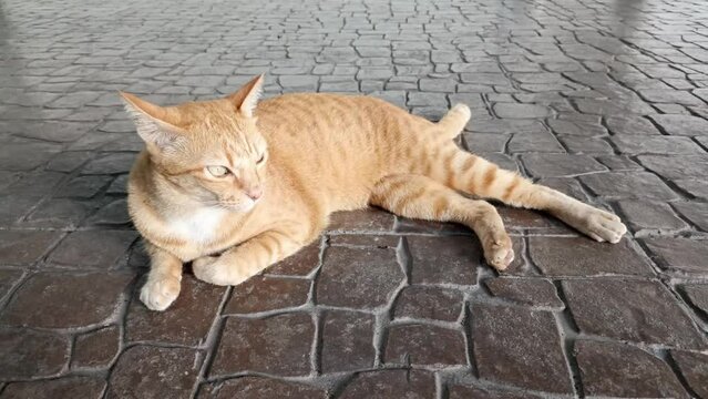 orange cat lying laying relaxing resting on outdoor floor 