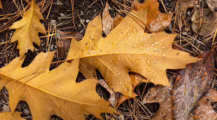 Close-up of yellow oak leaves on the ground with dew drops