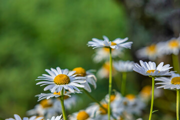 MARGUERITE OR BELLIS PERENNIS OR WILD DAISY FLOWERS GROWING ON MEADOW, WHITE CHAMOMILES ON GREEN GRASS BACKGROUND. OXEYE DAISY, LEUCANTHEMUM VULGARE, DAISIES, DOX-EYE, COMMON DAISY, DOG DAISY.