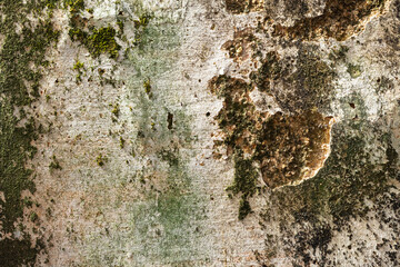 Old concrete wall with moss. Texture of weathered concrete wall covered with moss. Aged concrete on wall background