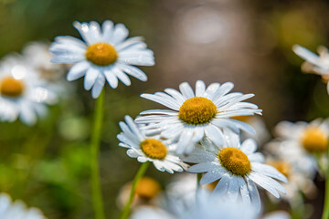 Fototapeta premium MARGUERITE OR BELLIS PERENNIS OR WILD DAISY FLOWERS GROWING ON MEADOW, WHITE CHAMOMILES ON GREEN GRASS BACKGROUND. OXEYE DAISY, LEUCANTHEMUM VULGARE, DAISIES, DOX-EYE, COMMON DAISY, DOG DAISY.
