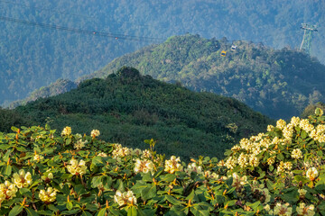 YELLOW RHODODENDRON BLOOMING FLOWERS IN THE FANSIPAN MOUNTAIN, SAPA, LAO CAI, VIETNAM