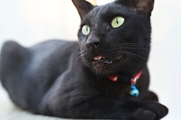 Focus on the mouth and nose of a black shorthair cat with blurred background. A tomcat lying on the floor with yellow eyes, slightly open mouth, pink tongue can be seen and saliva on lips and whiskers - obrazy, fototapety, plakaty