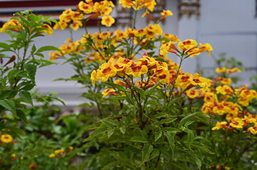 Tecoma 'Orange Jubilee'  is yellow-orange variety. Scientific name: Tecoma stans is a small shrub. Yellow elder flowers are bell-shaped or inverted horns, yellow and orange.popularly planted in garden
