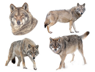 wolf  isolated on white background © fotomaster