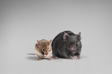 Cute small rats sitting on the desk
