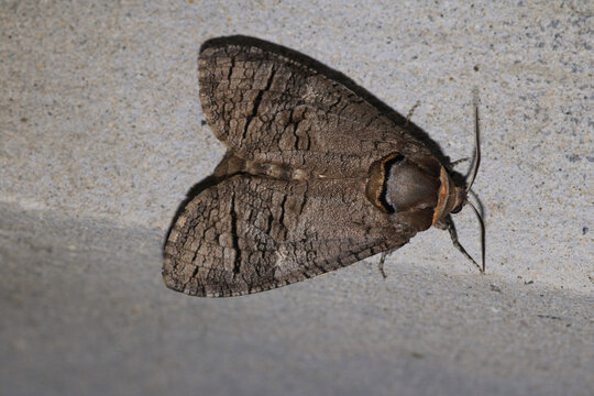 cossus cossus moth insect macro photo