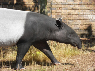 Tapirus indicus seen in a zoo 4
