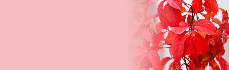 Autumn grapes with red leaves. The concept of bright autumn colors of wildlife. Banner.